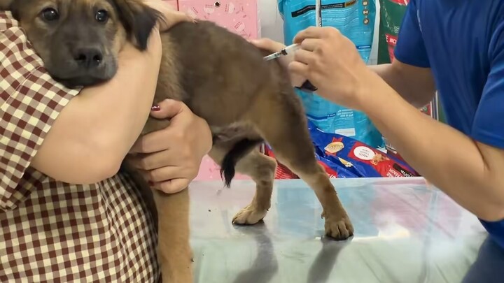 Using military strategy to give the dog an injection~