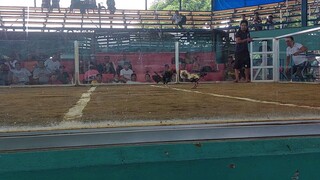 hindi sinamahan ng swerte pero good job nok patay din ang kalaban may 2times winner  hatch gray