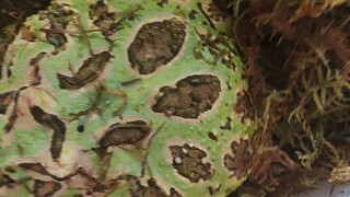 กบฮอร์นฟรอก