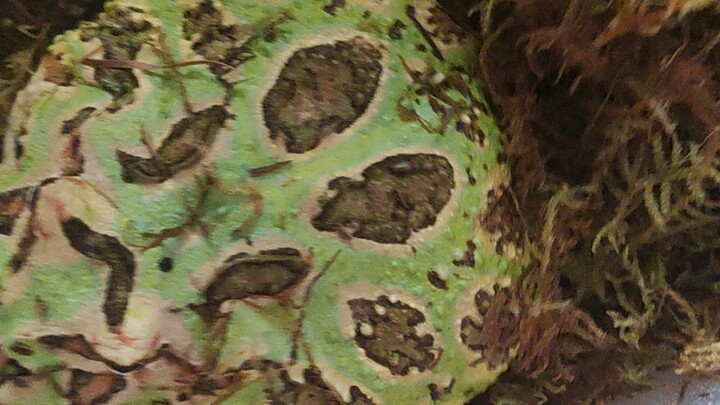 กบฮอร์นฟรอก