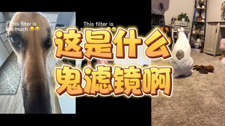 微 波 炉 怪 生 物……收手吧，别再生成了……