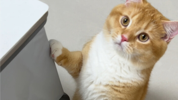 3 chiêu khiến mèo siêu yêu bạn!