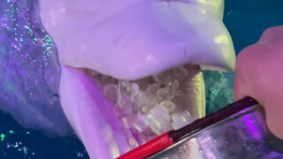 Let's eat ice cubes!