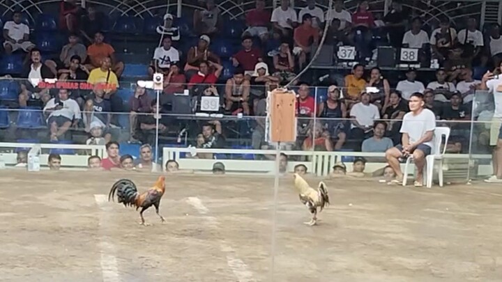 DARK RED VS BULIK, LUCENA VS BATANGAS #SABONG