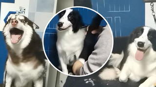 [Hewan]Perbedaan antara Husky dan Border Collie saat mandi