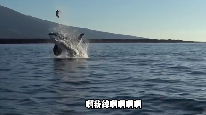 You're truly a tiger, killer whale—I'm impressed!