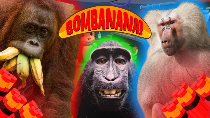 3 MONOS VS 1 BOMBA! 🦧💥│ BOMBANANA!