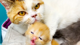 แมวแม่อุปถัมภ์ดูแลลูกแมวเหมียวส่งเสียงดังและจูบเธอ