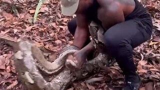 Bagaimana cara menangkap ular sebesar ini?