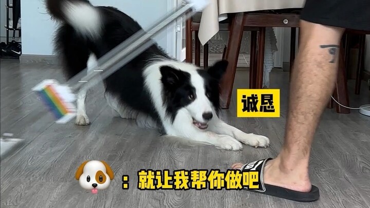 When the owners clean in front of the dog, this is how the dog reacts…