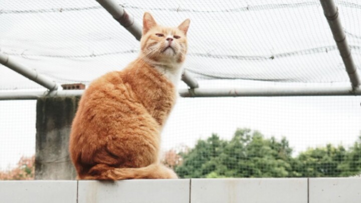 Menggunakan perangkat lunak penerjemah untuk berkomunikasi dengan kucing kecil, ternyata mendapat "p