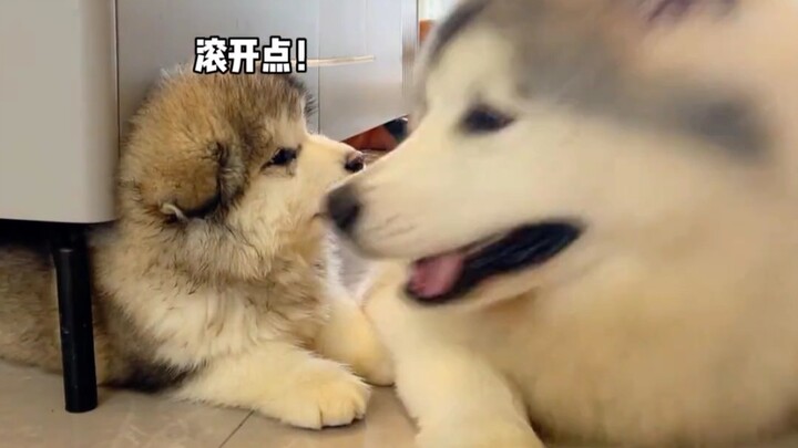 كيف يكون شعورك عندما تربي كلبًا يخاف فقط من زوجتك؟