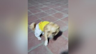 Haha. Xí đc quả quần thủng chim của a Dứa. cunyeucuadua yeucho yeuchomeo cún cúncon chó chómèo chócon chókhôn yeuchomeo chócute pet dog
