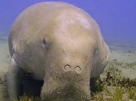 Dugongs and manatees look very similar, but their biggest differences lie in their tails and noses. 