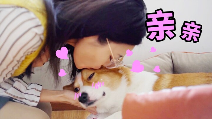 เจ้าของจู่ๆ ก็จุ๊บคอร์กี้ น้องหมาหน้าตื่น: เกิดอะไรขึ้นเนี่ย? 【ดูบี้ขาสั้น】