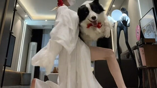 Border Collie Senti, Border Collie Dancing, Chinese Style, Dog Dance Competition