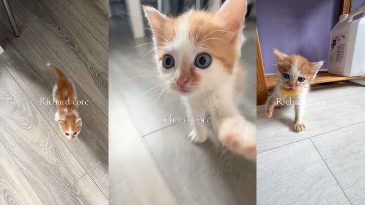 القط البرتقالي الصغير الذي لا يشبع أبدًا