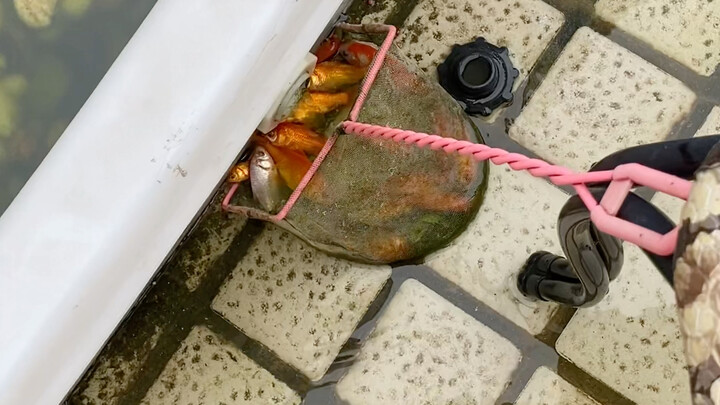 Just changed the water as usual, only to find a prehistoric creature inside!