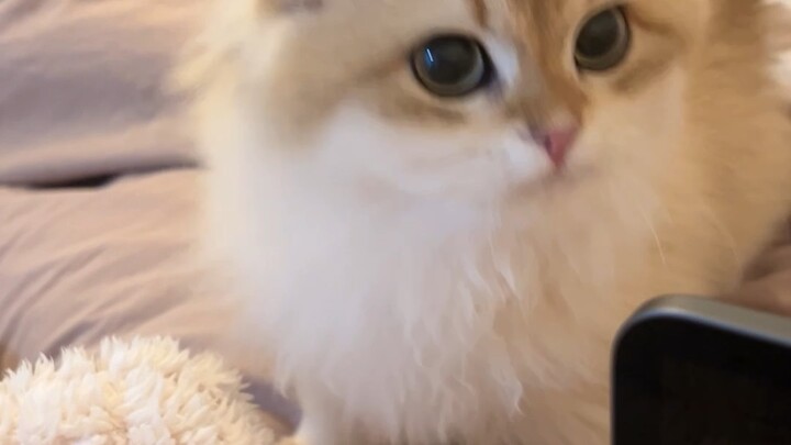 Hari-hari karantina saat kucing baru datang ke rumah adalah momen sempurna bagiku untuk meningkatkan