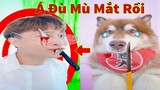 Thú Cưng TV | Ngáo Husky Troll Bố Dương KC #43 | chó thông minh vui nhộn | funny cute smart dog Pets