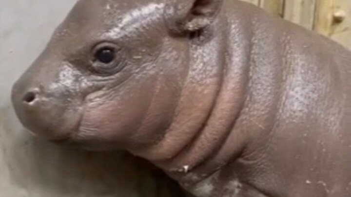 พอคุณเอามือไปหยอกลูกฮิปโปญี่ปุ่น มันกลับทำหน้าหงุดหงิด แถมยังอยากลองสู้กับคุณสักยกสองยกด้วย!