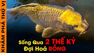 🔥 Chú Cá Sống Qua 2 Thế Kỷ Và 10 Loài Động Vật Kỳ Lạ Sống Thọ Nhất Trên Trái Đất Được Tìm Thấy| KPTV