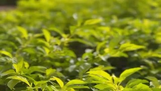 我的妻子“沒有工作”丈夫和一個心理醫生的對話：醫生：你是以什麽為生的？先生？丈夫：我的工作是銀行會計師。醫生：你的妻子？丈夫：她沒有工作。她只是一個家庭主婦。醫生：早上誰做早餐？丈夫：