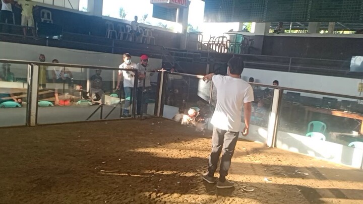 stag vs cock begti cockpit