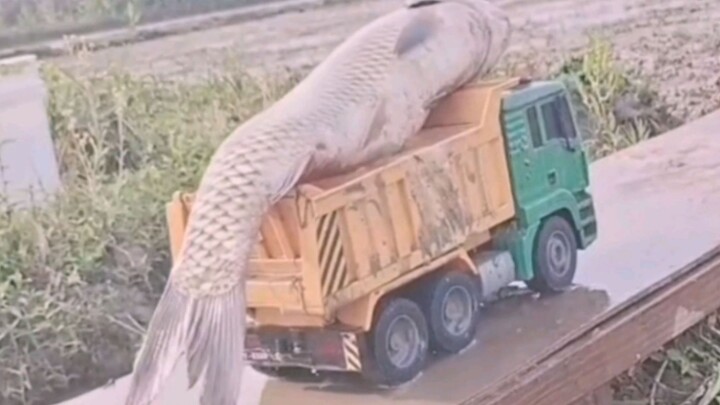I’m gonna die laughing at these fishing trolls sooner or later, hahahaha!