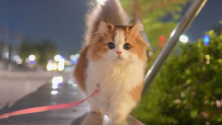 The park after the rain is perfect for walking the kitty!