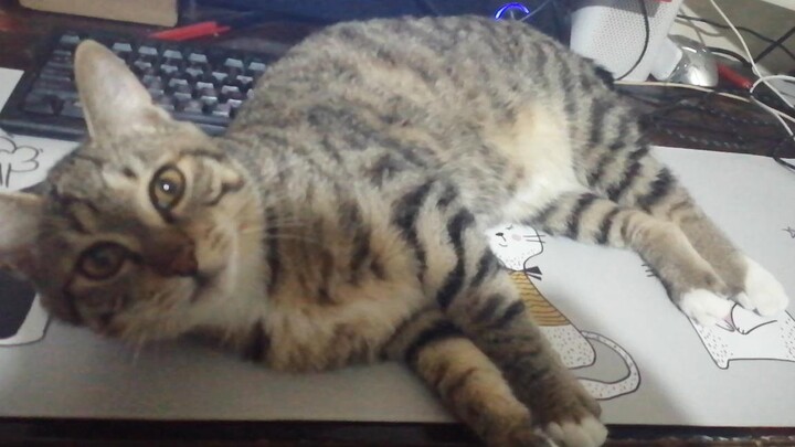 When the Cat Finds that the Mouse Pad Is Warm