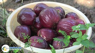 Món Ăn Độc Đáo Từ TRÁI ĐIỀU ĐỎ MIỀN TÂY | Hội Ngộ Miền Tây #463