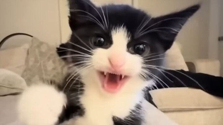 Kittens, but each one is more dangerous than the last ☠️