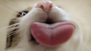 粗犷的小猫咪VS优雅的小猫咪喝水