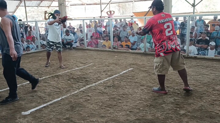 White Choco quilitisan calatagan cockpit 02-13-24