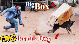 Real Prank! Big Box Prank Dog in Pets Videos Funny Reaction 2021