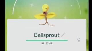 Pokémon GO-Evolving Shiny Bellsprout