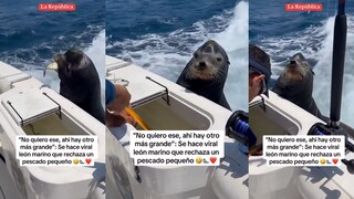 Singa laut: Di perairan saya, berikan saja saya seekor ikan kecil, apakah ini pantas?