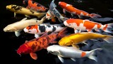 8 Jenis ikan hias cantik yang cocok untuk mengisi kolam rumah
