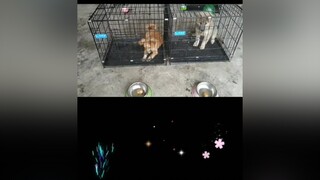 Quá mệt mỏi với Bông. yeucho yeuchomeo cún cúncon chó chómèo chócon chó_cưng chókhôn yeuchomeo cưng chócute pet dog dogsoftiktok doggo