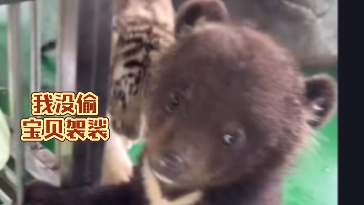 Gấu đen tinh ăn trộm cà sa là có lý do! Trộm nước, trộm thịt, trộm quạt điện…