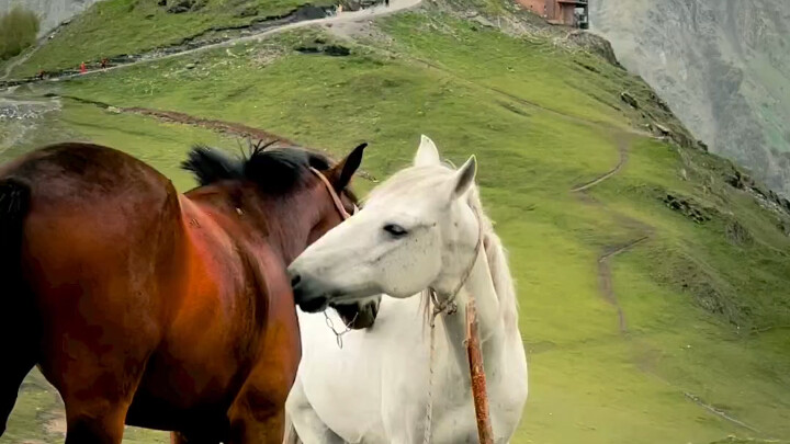 The Horse's Gentleness