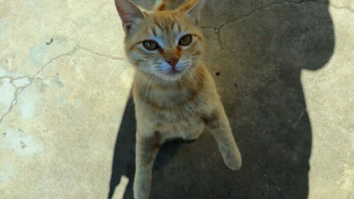 This cat was *definitely* a total skank in her past life!