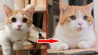 橘势已定！记录橘猫膨胀过程，不满一岁全面猪化！