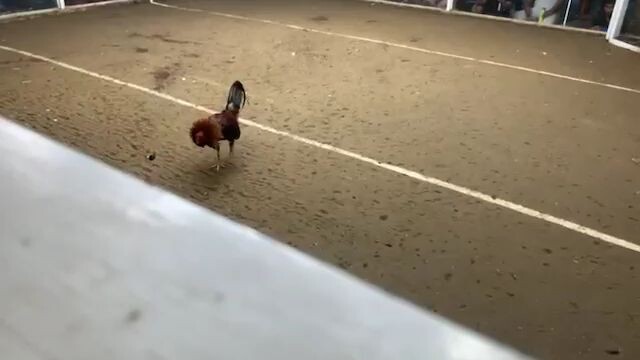 5k sweater x gilmore tumakbo na nanalo pa