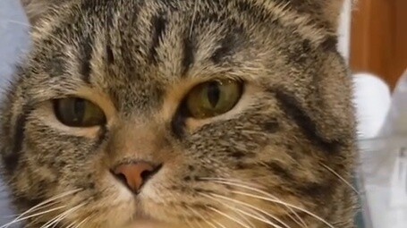 I’ve had a civet cat for 6 years, tell me now it’s not?