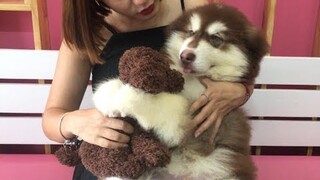 Mật ngố thích chơi gấu bông , Puppies love to play teddy bears like babies | Mật Pet Family