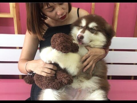 Mật ngố thích chơi gấu bông , Puppies love to play teddy bears like babies | Mật Pet Family