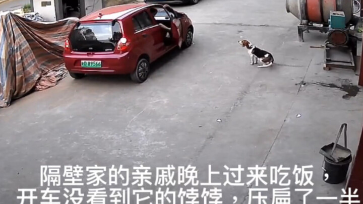 The dog’s food bowl got smashed flat!