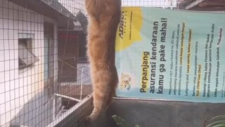 Kucing Kepo